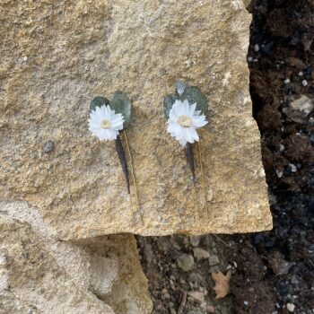 horquilla rodanthe3