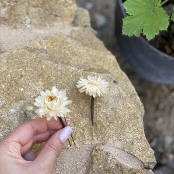 horquilla helichrysum 3