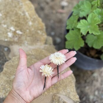 horquilla helichrysum 2