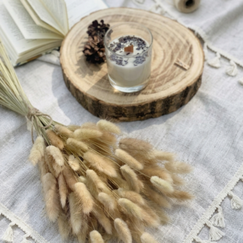 lagurus o cola de conejo beige