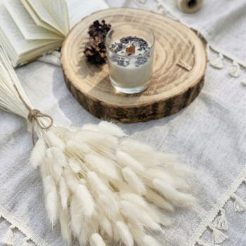 lagurus o cola de conejo blanca